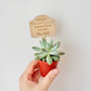 A hand holds a small potted succulent with a red plastic pot and a wooden thank-you sign that reads 'thank you for helping me grow Mrs. Gack'.
